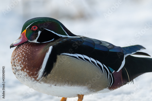 A single aquatic wood duck swims in calm blue water. There's a reflection of the duck and the water has circular waves around it. The woodie has a green crested head with a chestnut brown chest. 