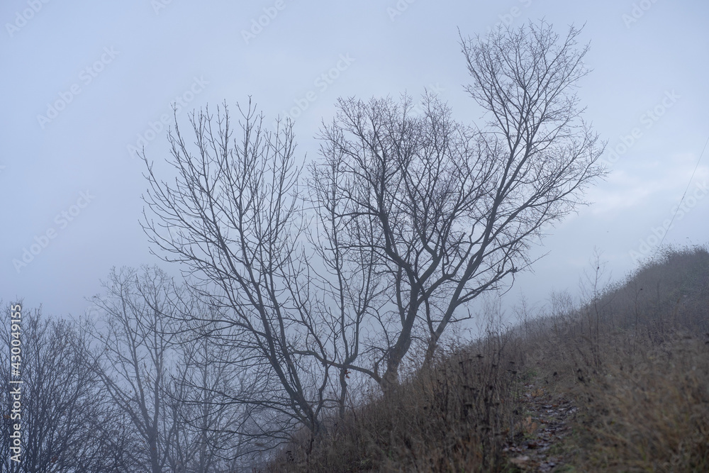trees in winter trees in winter