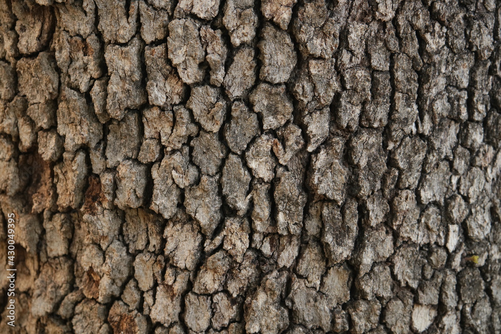Tree Bark Tree Bark