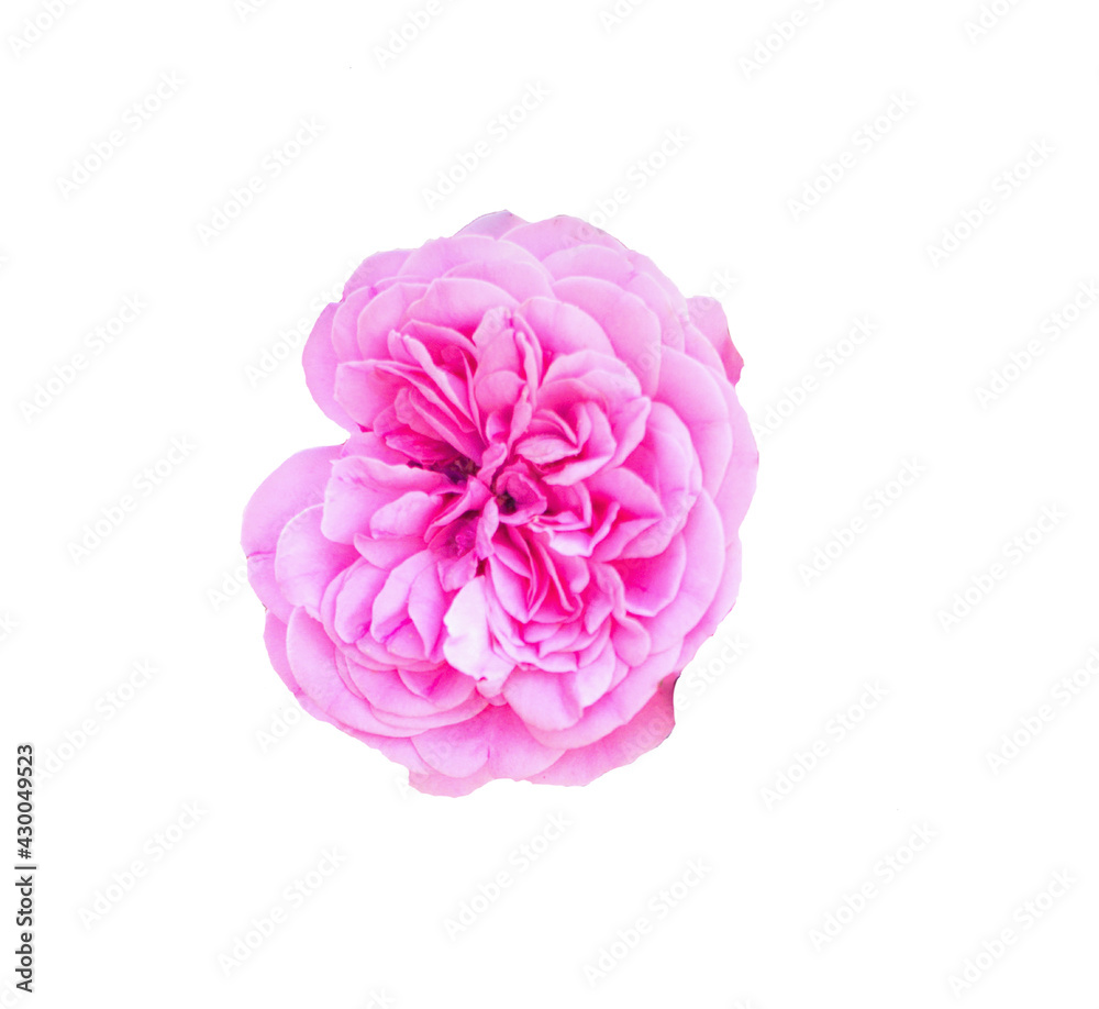 pink beautiful flower on white background pink beautiful flower on white background