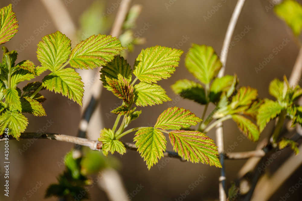 Obraz premium small tree branches in spring on neutral blur background