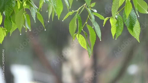 Green leaves in the rain