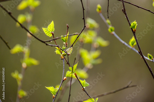 small tree branches in spring on neutral blur background