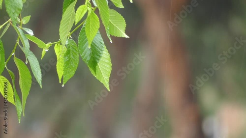 Green leaves in the rain