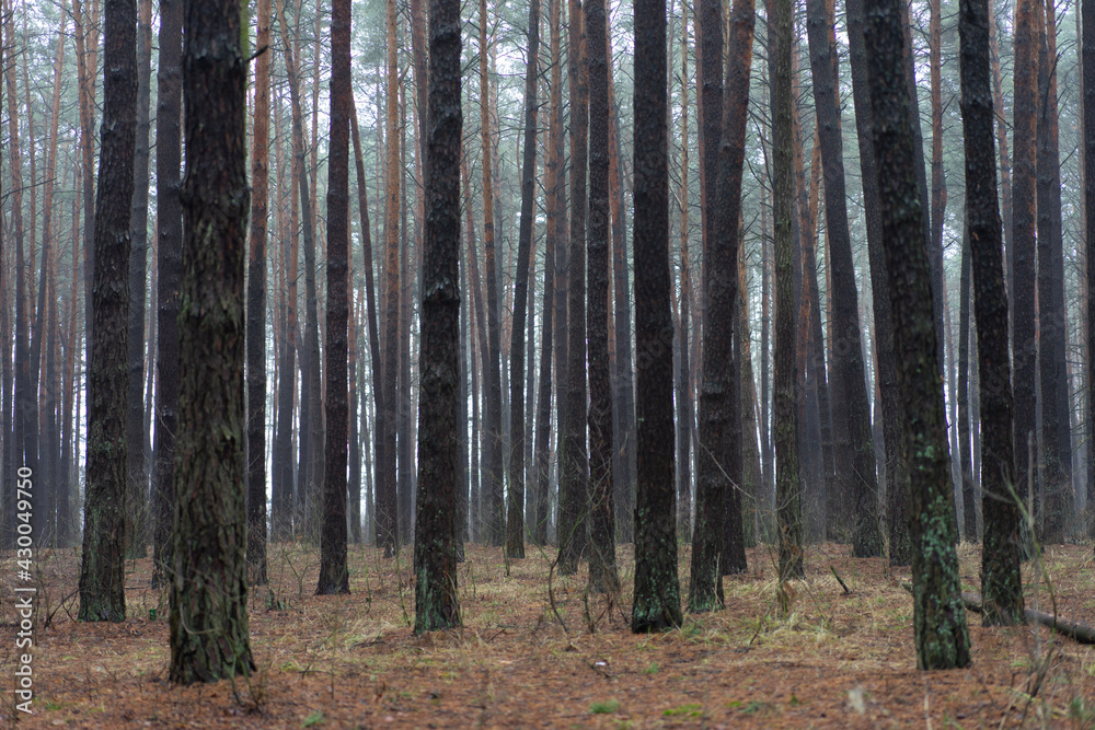 forest in autumn