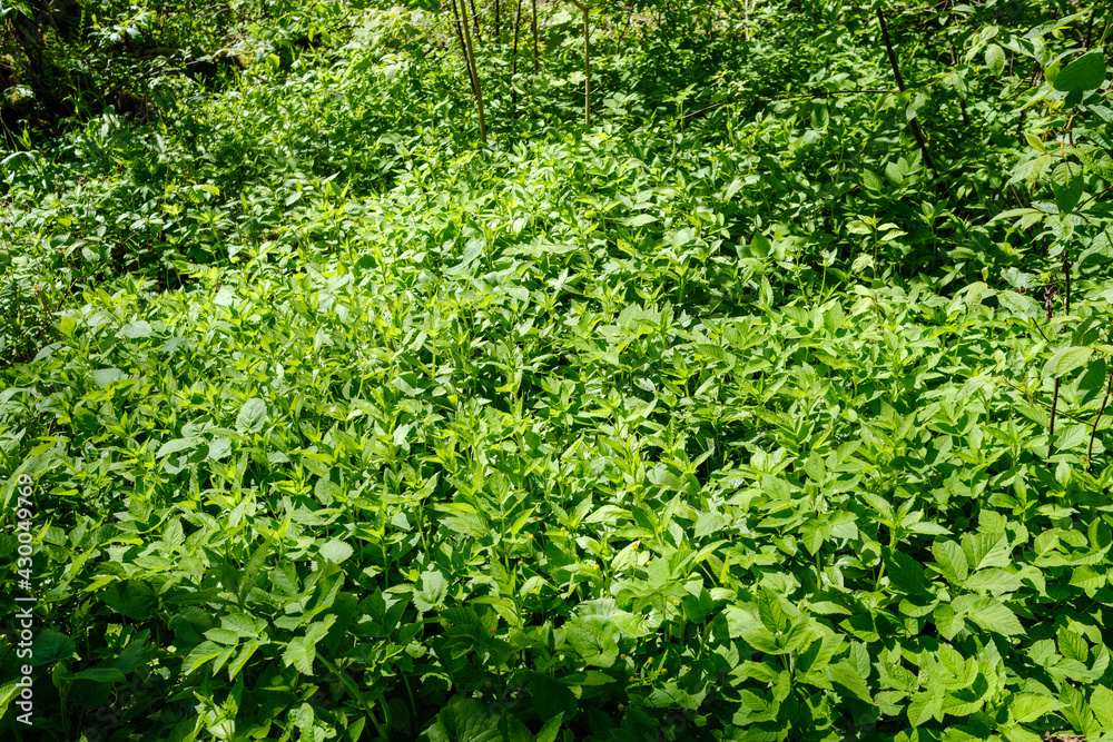 green summer meadow abstract texture with flowers