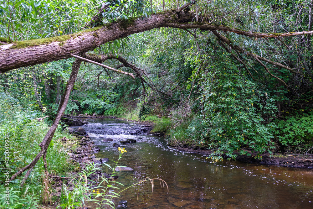 slow forest river in summer green woods with rocks in stream