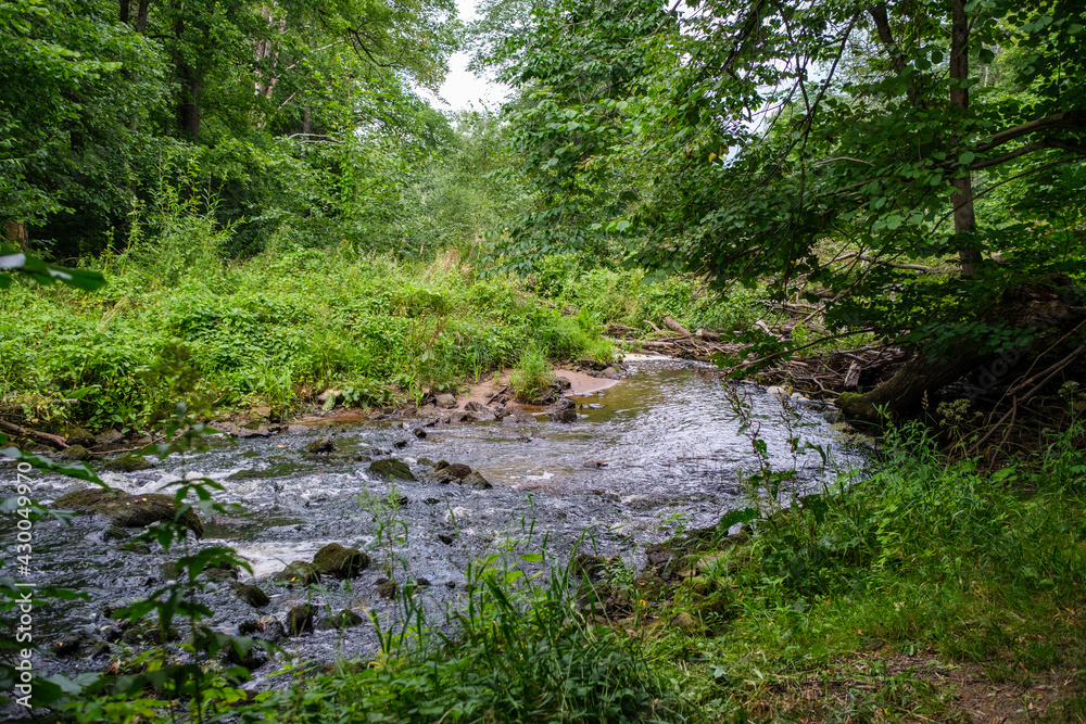 slow forest river in summer green woods with rocks in stream slow forest river in summer green woods with rocks in stream
