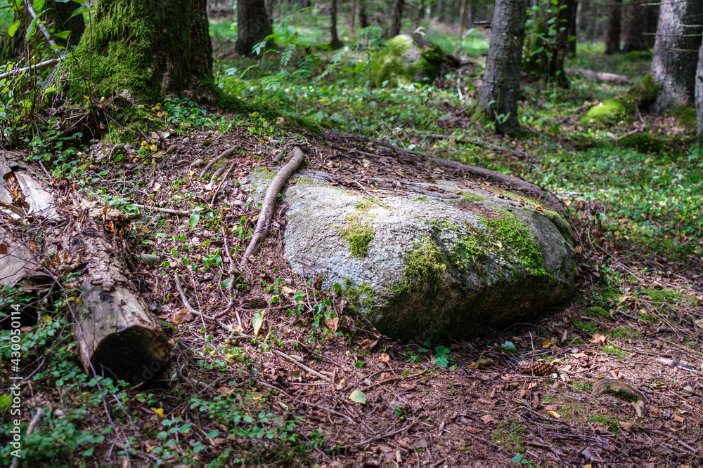 large stones in wild forest with moss large stones in wild forest with moss