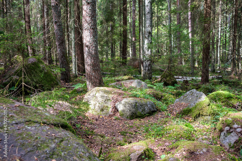 large stones in wild forest with moss