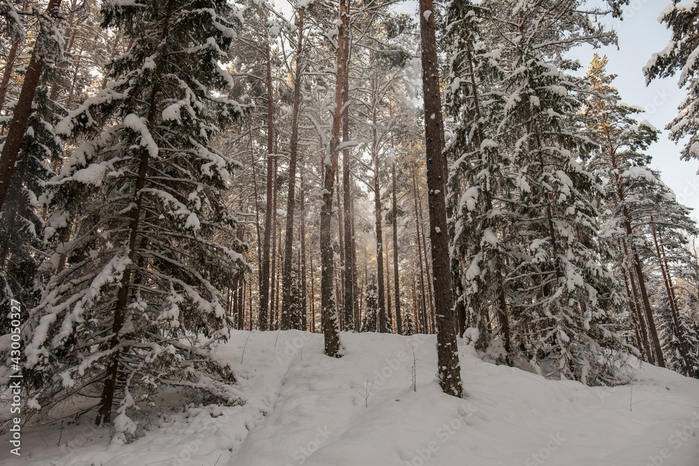 magical winter forest with trees under snow cover magical winter forest with trees under snow cover