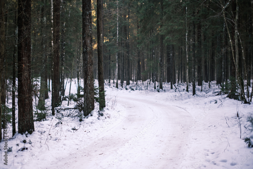 magical winter forest with trees under snow cover magical winter forest with trees under snow cover