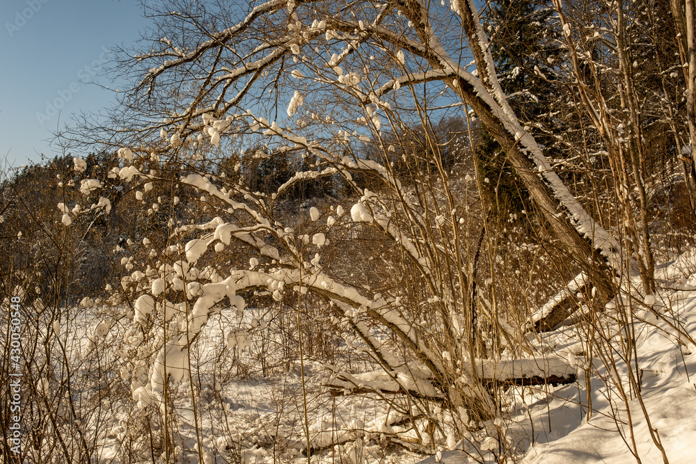 magical winter forest with trees under snow cover magical winter forest with trees under snow cover