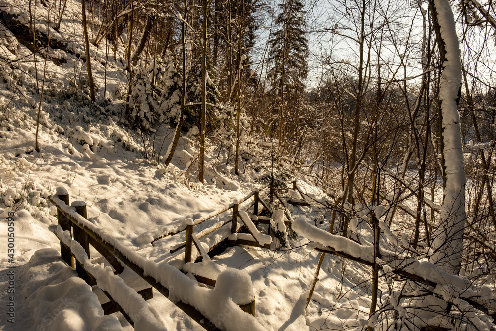 magical winter forest with trees under snow cover magical winter forest with trees under snow cover