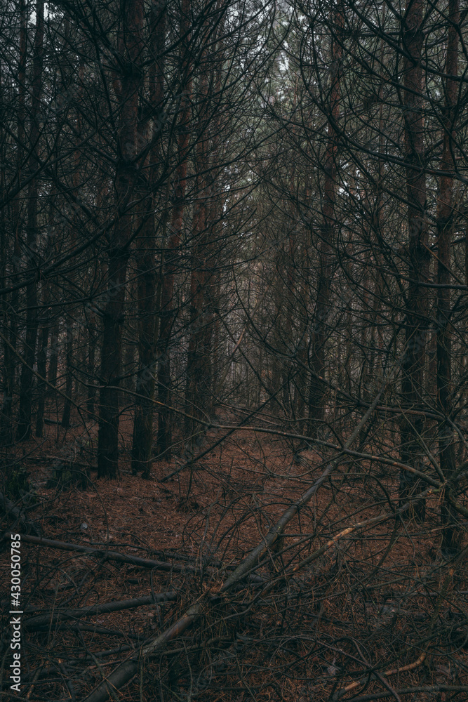 Fototapeta premium morning in the forest