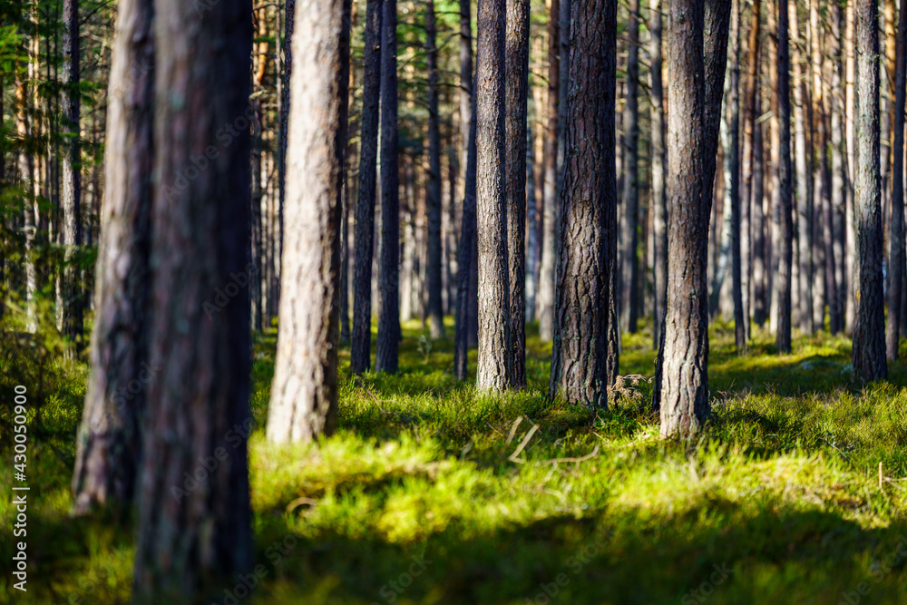 tree trunk textured background in spring forest tree trunk textured background in spring forest