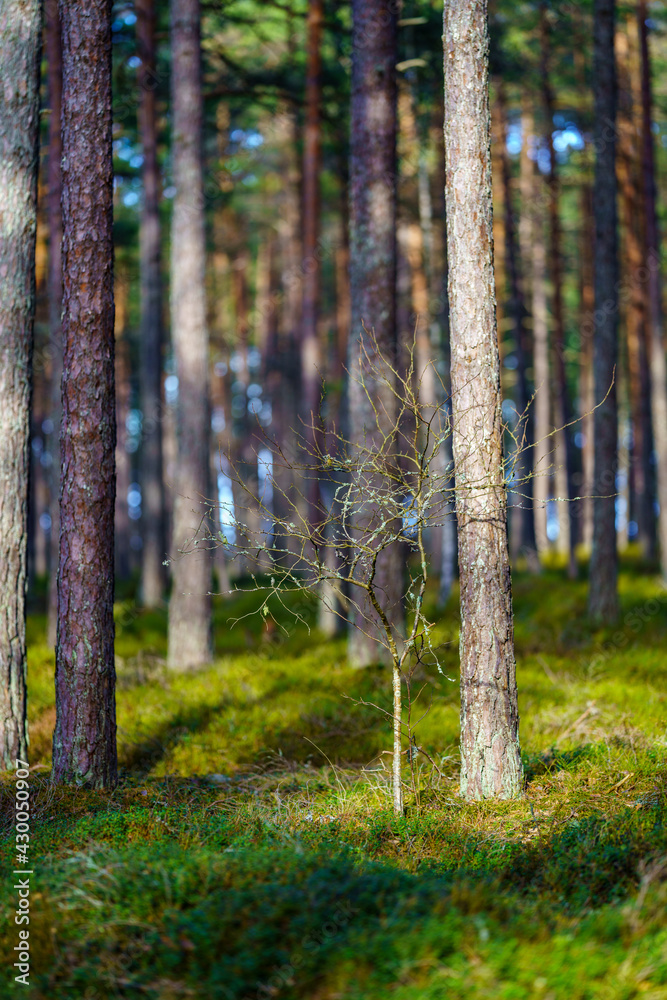 Fototapeta premium tree trunk textured background in spring forest