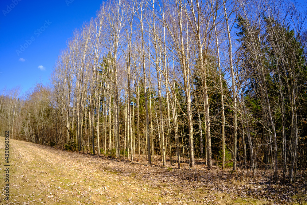 tree trunk textured background in spring forest tree trunk textured background in spring forest