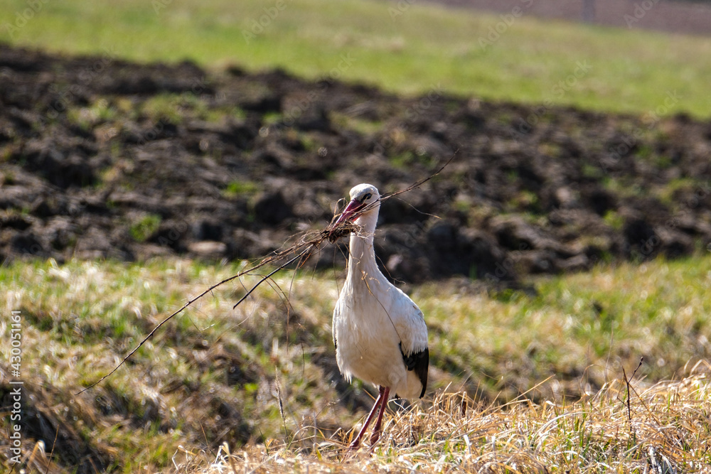 white stork feeding in the field and gathering branches white stork feeding in the field and gathering branches