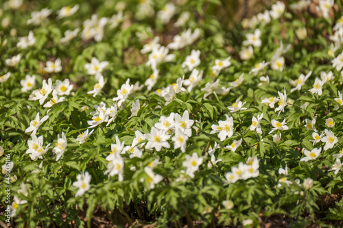 white small spring flowers closeup on green meadow