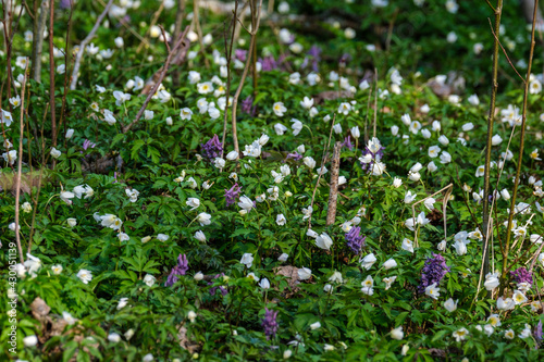 white small spring flowers closeup on green meadow