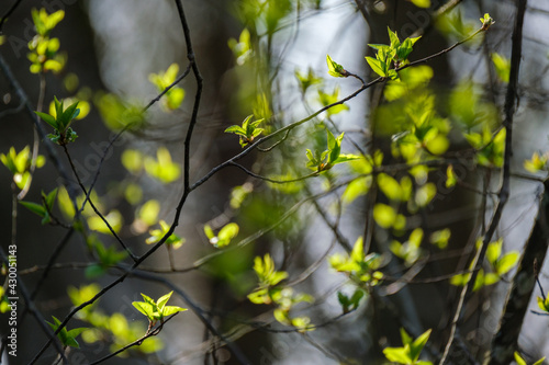 small tree branches in spring on neutral blur background