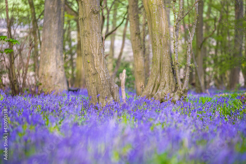 Classic carpet of English Bluebells on the trail in Hertfordshire woods 