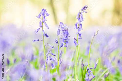 Close-up of Bluebells growing in Hertfordshire Woods 