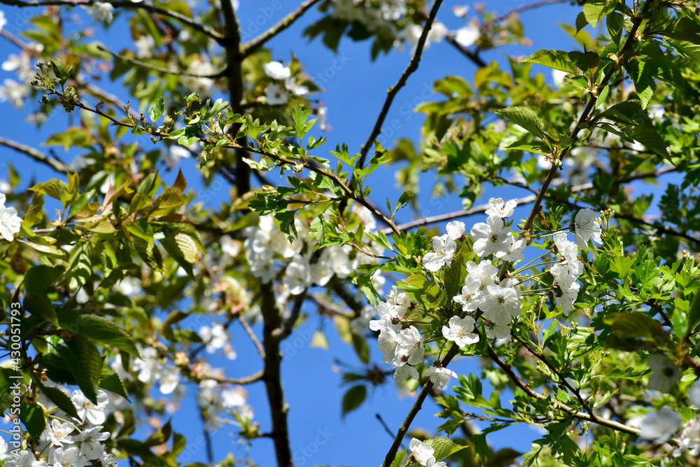 Closeup of blossoming sweet cherry branch in spring, in Ryton Pools Country Park, Ryton-on-Dunsmore, England, UK Closeup of blossoming sweet cherry branch in spring, in Ryton Pools Country Park, Ryton-on-Dunsmore, England, UK