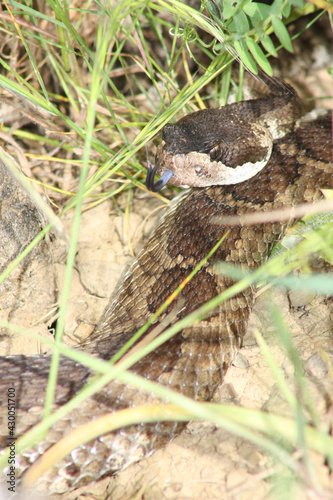 Northern Pacific Rattlesnake  Crotalus oreganus  resting in the grass and flicking out its tongue.