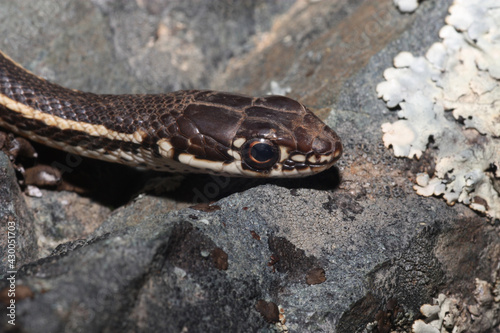 Close-up view of the head of a California Whipsnake (Masticophis lateralis). 