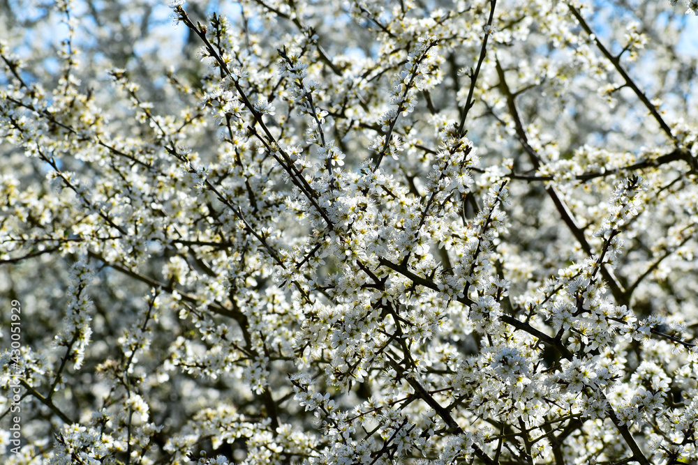 Closeup of blossoming blackthorn branch in spring in Ryton Pools Country Park, Ryton-on-Dunsmore, England, UK Closeup of blossoming blackthorn branch in spring in Ryton Pools Country Park, Ryton-on-Dunsmore, England, UK