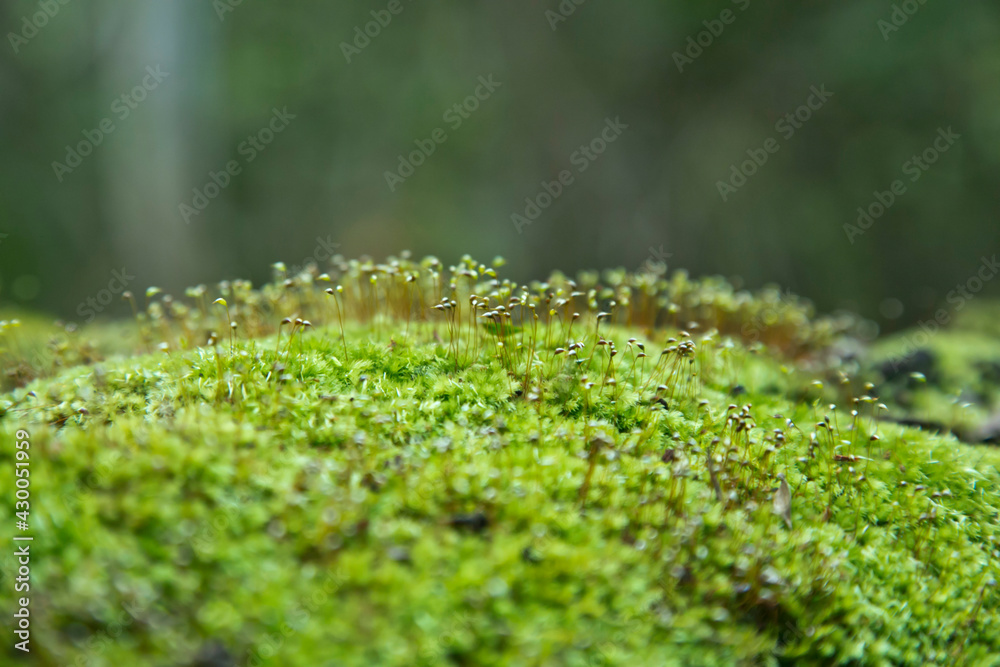 Green moss growing on moss