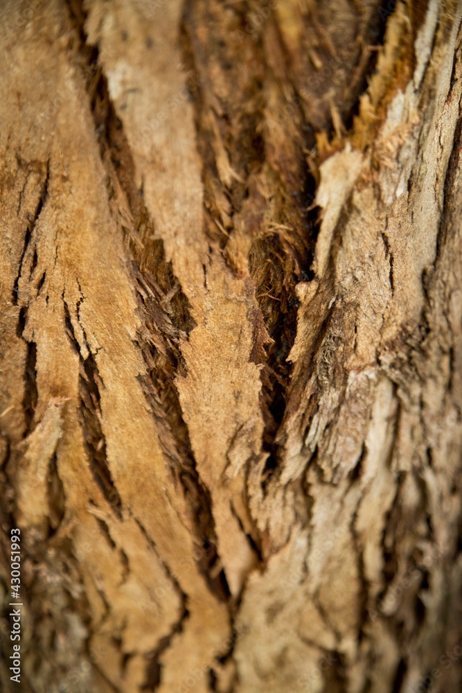 Close up of a bark on tree Close up of a bark on tree