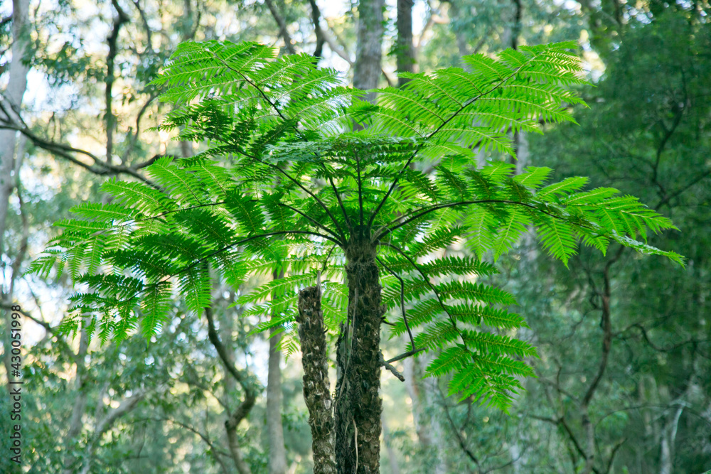 Fototapeta premium Fern tree leaves in the rainforest
