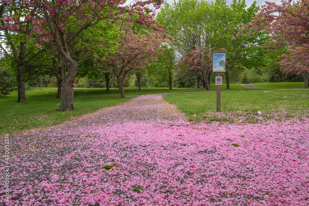 Spring bloom in a public park Oregon. Spring bloom in a public park Oregon.