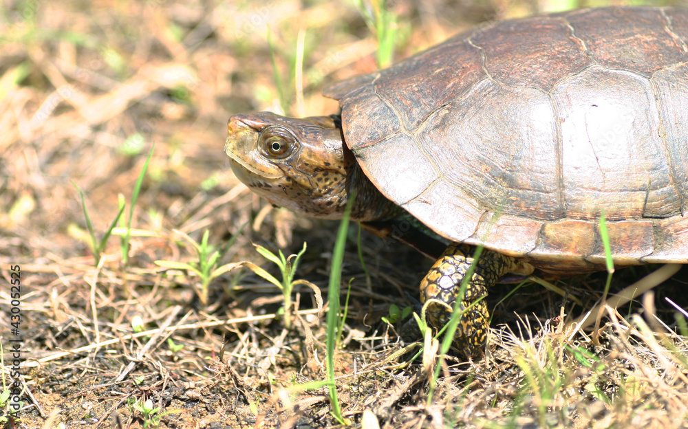Side view of a Western Pond Turtle (Actinemys marmorata) walking in the grass. Side view of a Western Pond Turtle (Actinemys marmorata) walking in the grass.