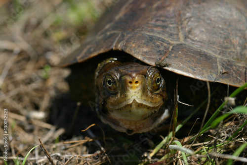 California pond turtle looking directly at the camera with its head mostly retracted into its shell.  photo