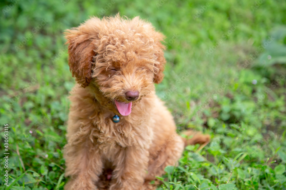 Cute puppy Toy Poodle sit at green garden Cute puppy Toy Poodle sit at green garden