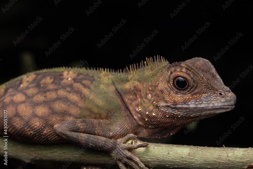Macro Closeup image of rare species lizard of Sabah, Borneo Macro Closeup image of rare species lizard of Sabah, Borneo