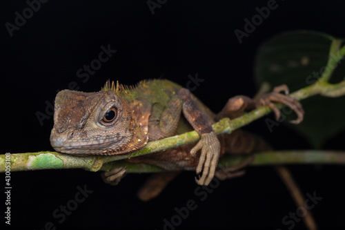 Macro Closeup image of rare species lizard of Sabah, Borneo