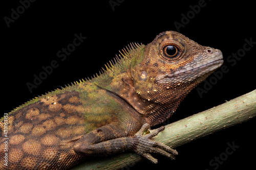 Macro Closeup image of rare species lizard of Sabah, Borneo