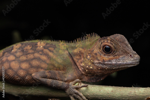 Macro Closeup image of rare species lizard of Sabah, Borneo © alenthien