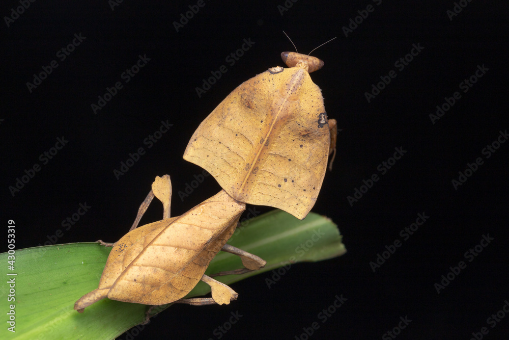 custom made wallpaper toronto digitalBeautiful close-up of wildlife Dead leaf mantis on green leaves - Deroplatys truncata (selective focus)