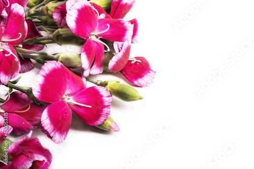 Flowers. Red cloves or dianthus isolated on white. Red carnation flowers isolated on white background.