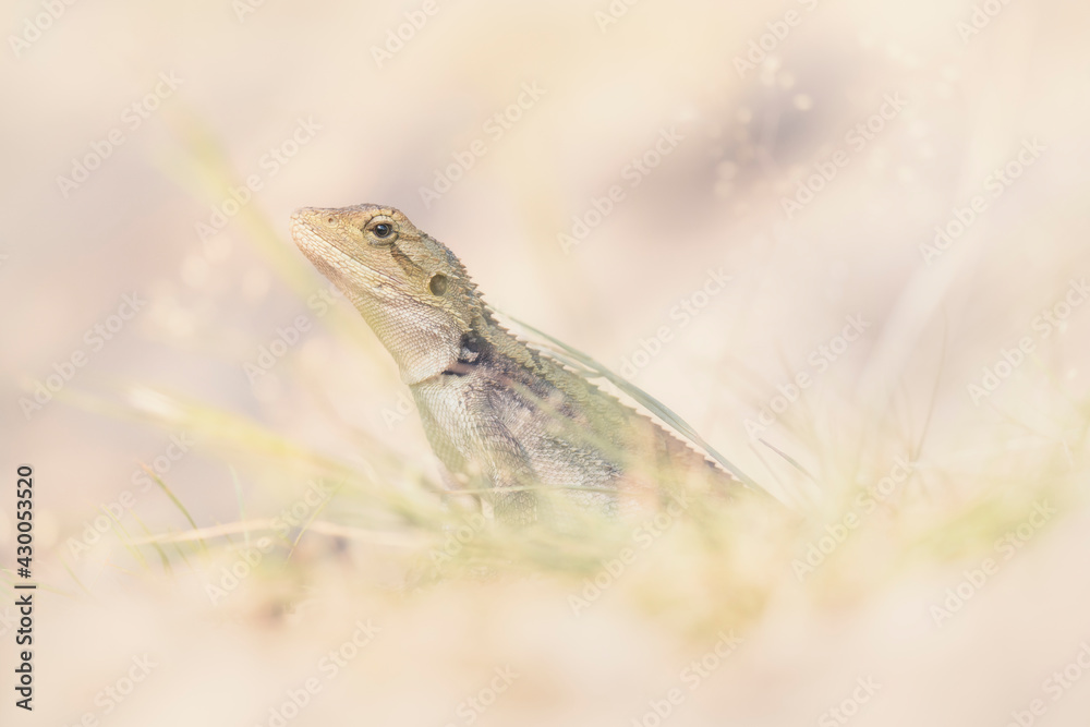 Obraz premium Portrait of a small Australian lizard - the Jacky Dragon (Amphibolurus muricatus)