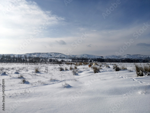 Fototapeta Naklejka Na Ścianę i Meble -  landscape with snow