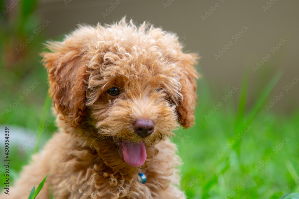 Cute puppy Toy Poodle sit at green garden Cute puppy Toy Poodle sit at green garden