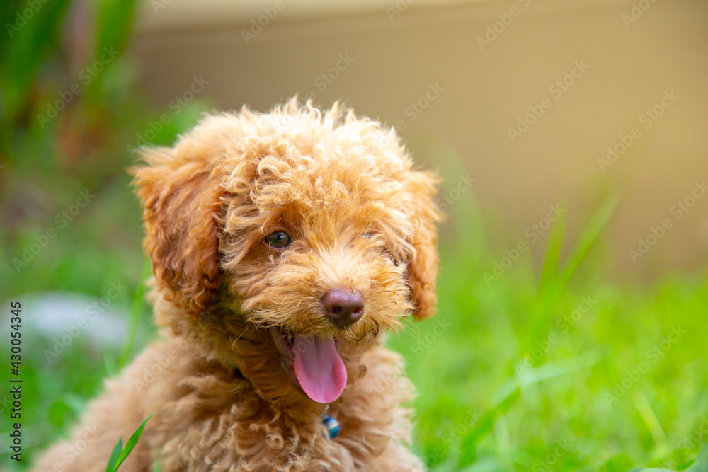 Cute puppy Toy Poodle sit at green garden Cute puppy Toy Poodle sit at green garden