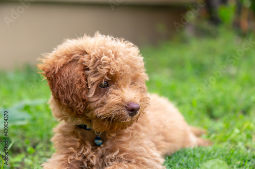 Cute puppy Toy Poodle sit at green garden © alenthien